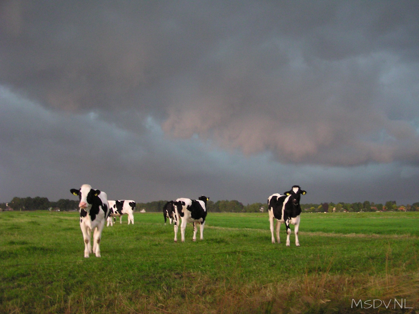 copyright msdv.nl