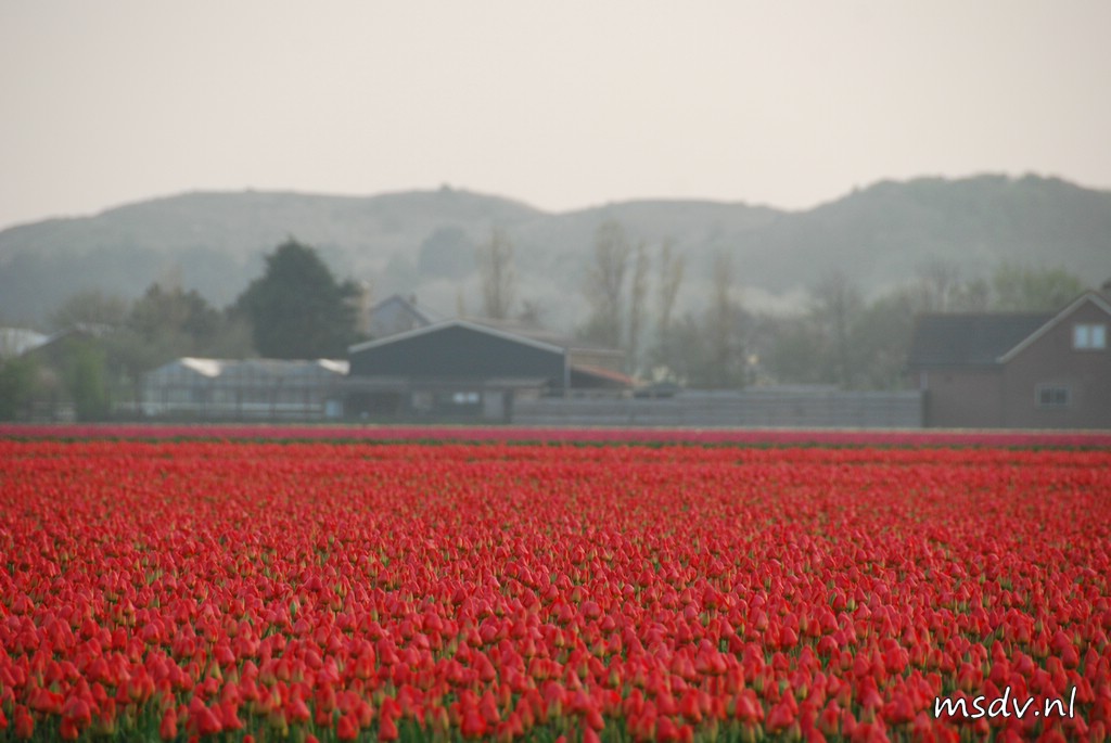 copyright msdv.nl