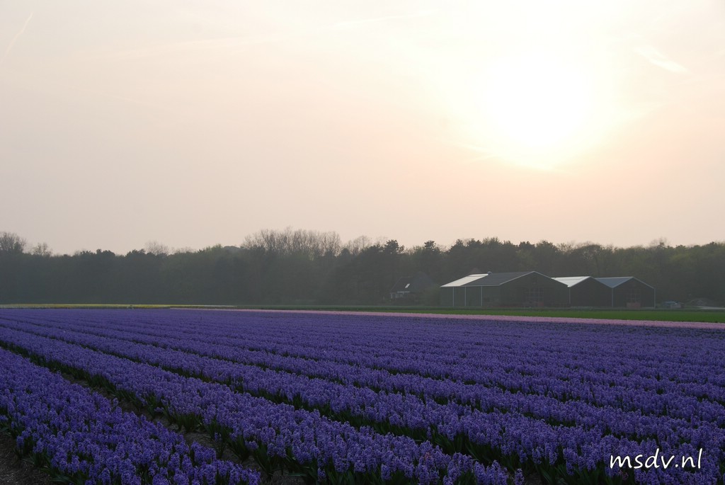 copyright msdv.nl