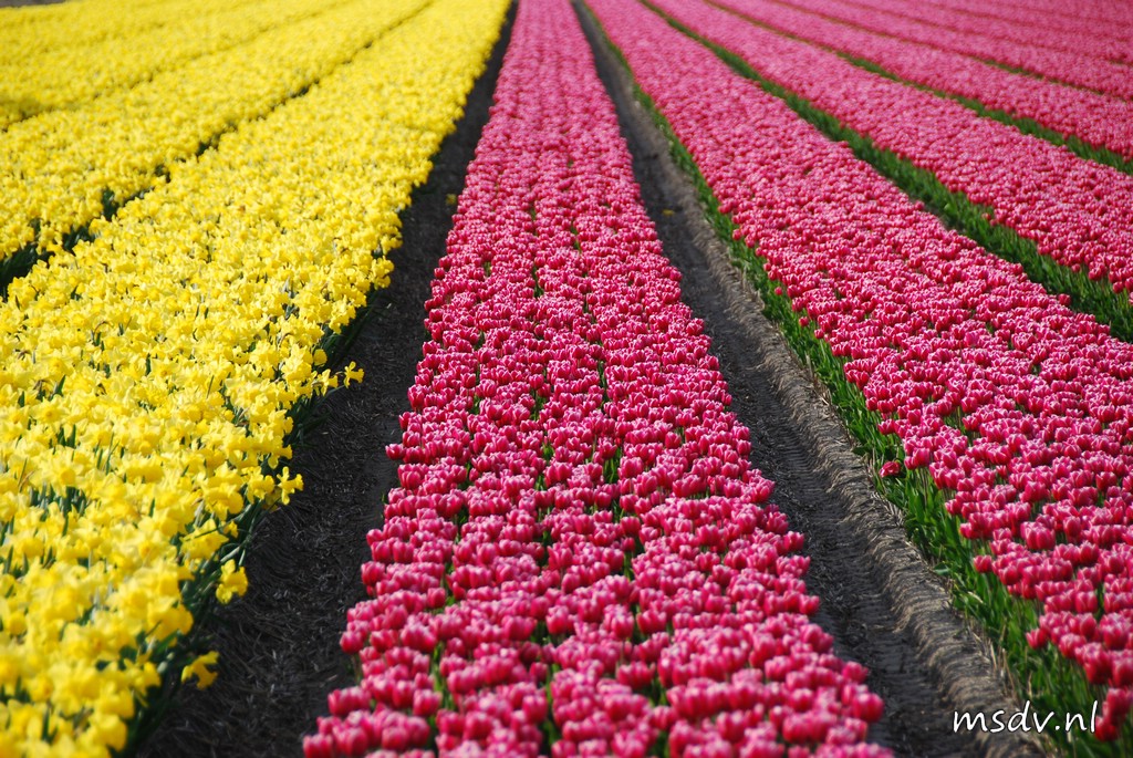 copyright msdv.nl