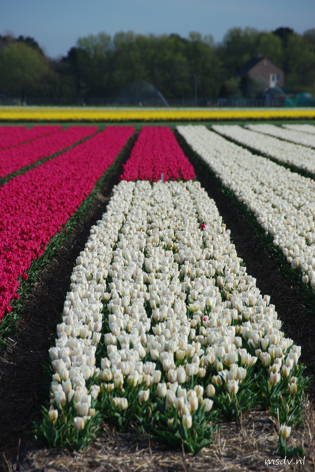 copyright msdv.nl
