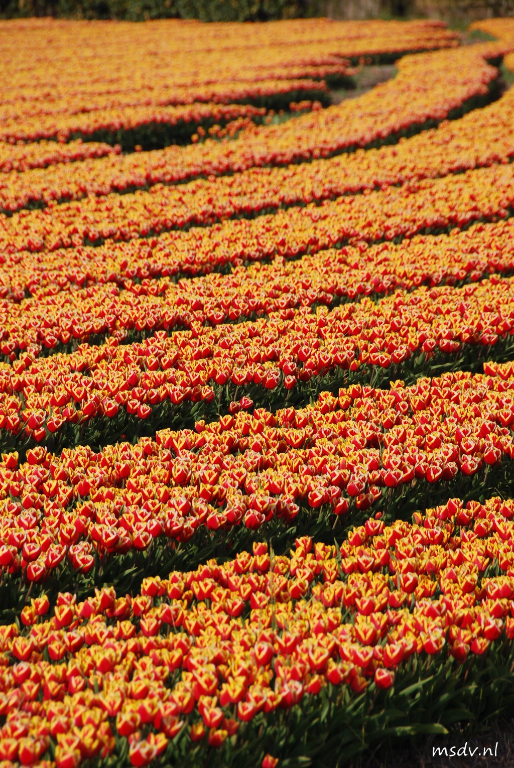 copyright msdv.nl
