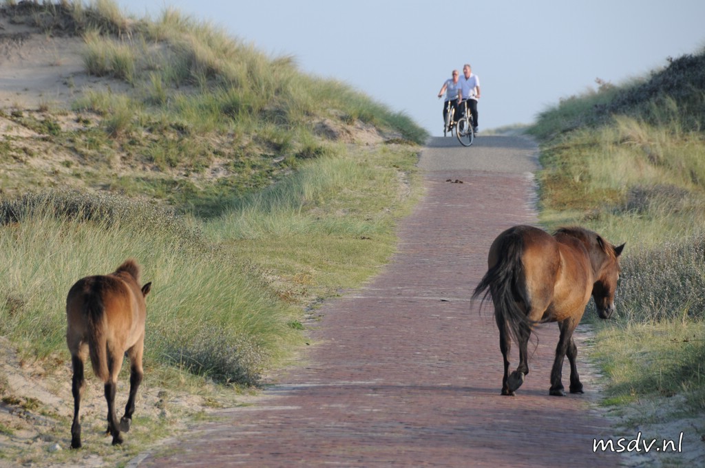 copyright msdv.nl