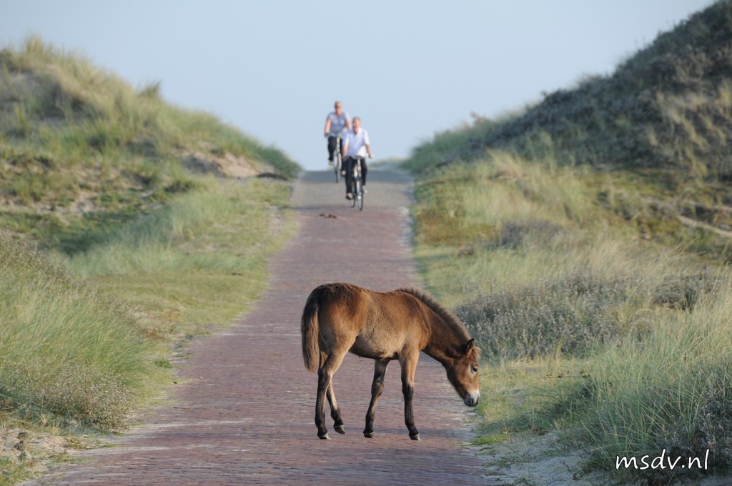 copyright msdv.nl