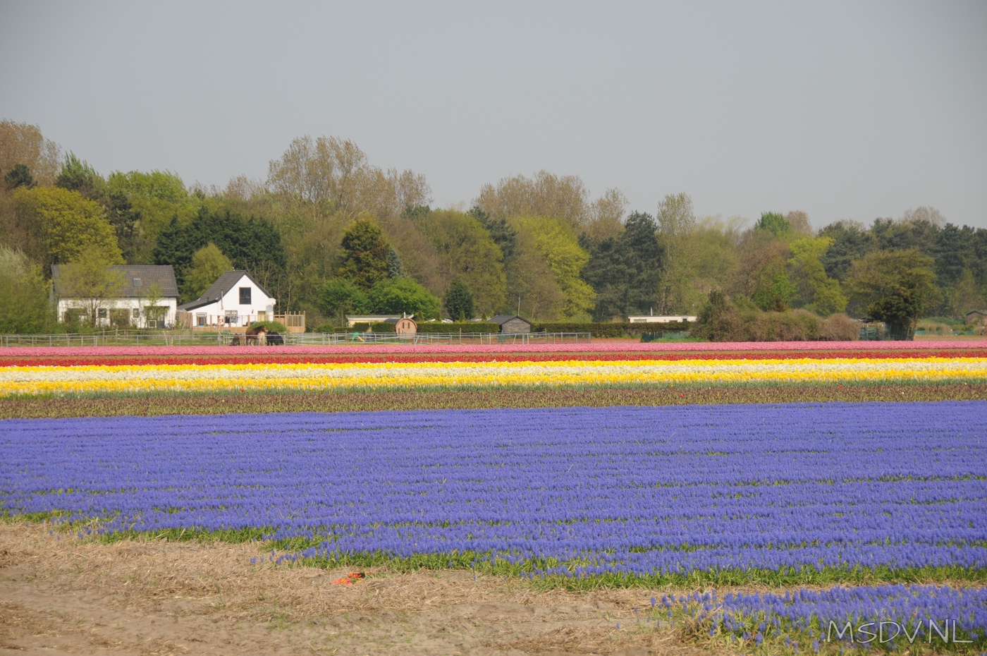 copyright msdv.nl