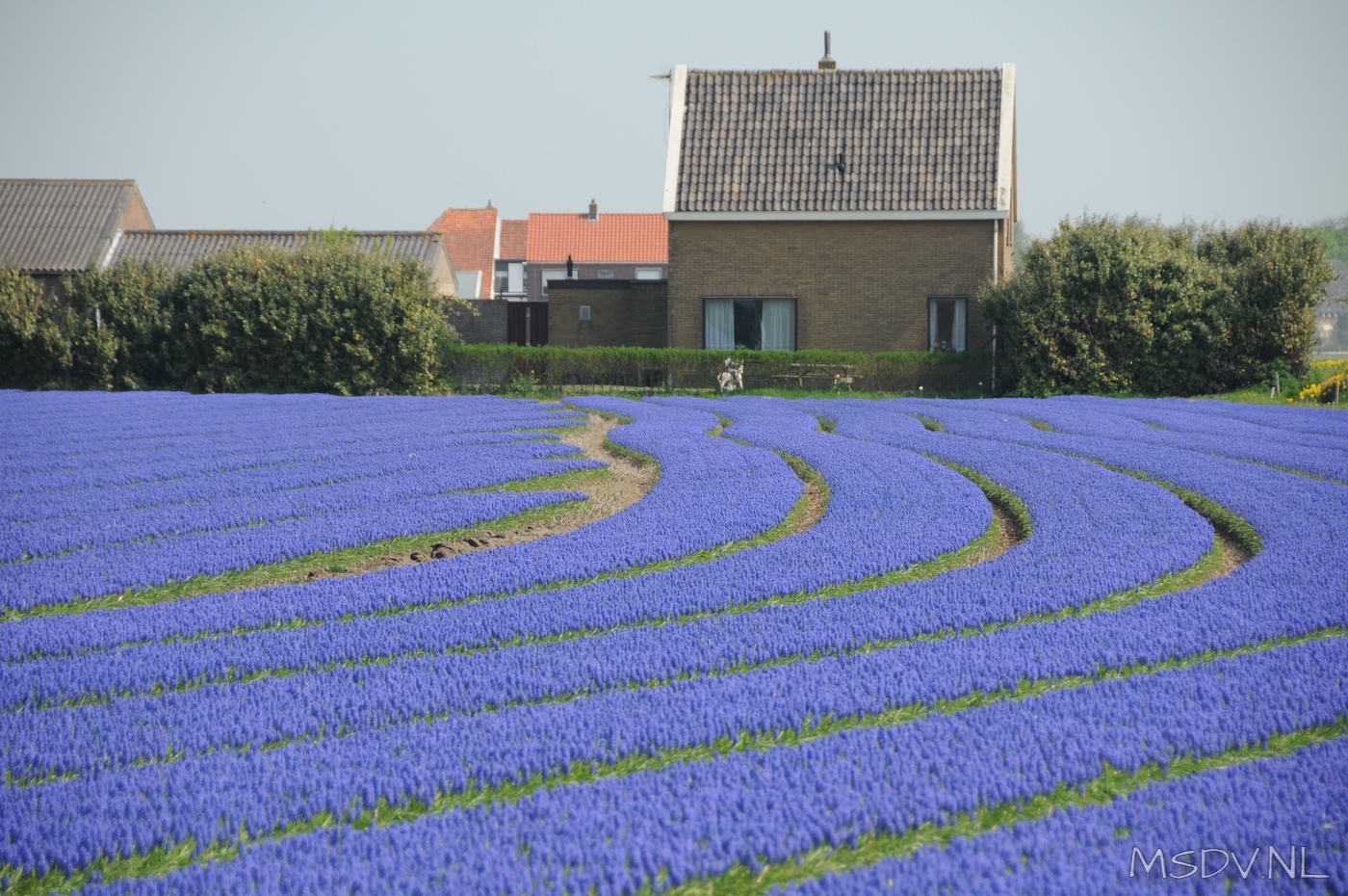 copyright msdv.nl