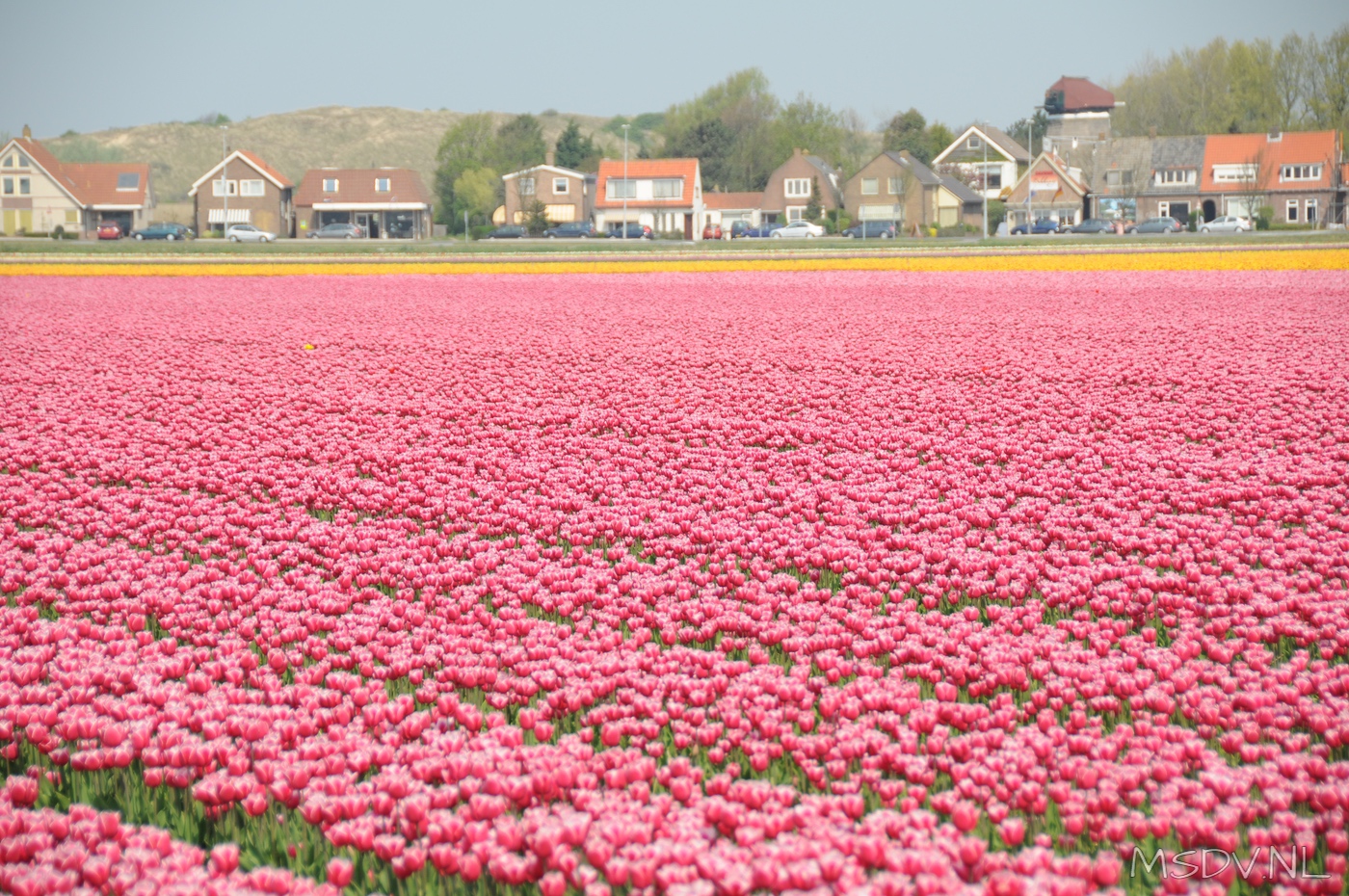 copyright msdv.nl