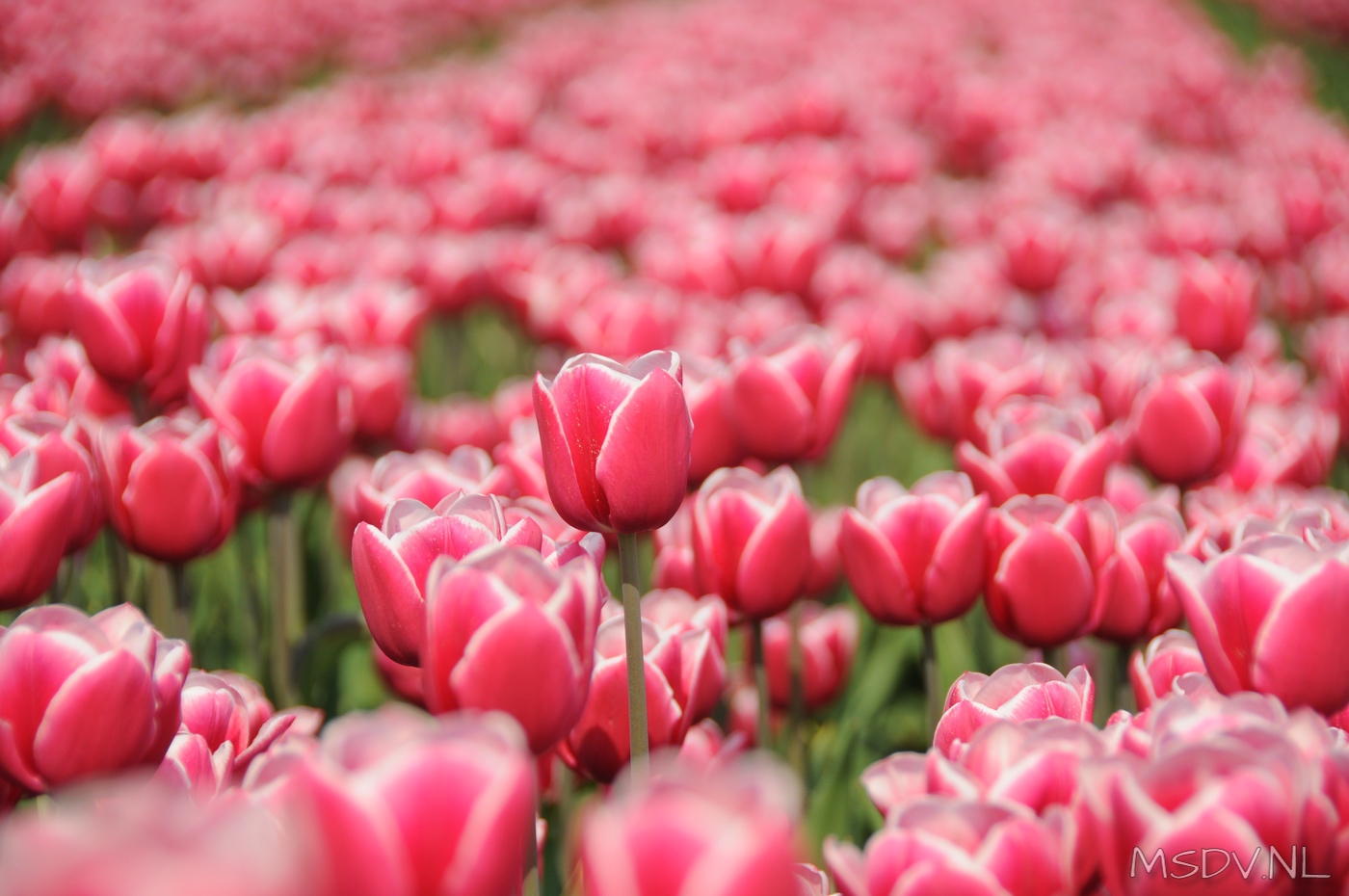 copyright msdv.nl