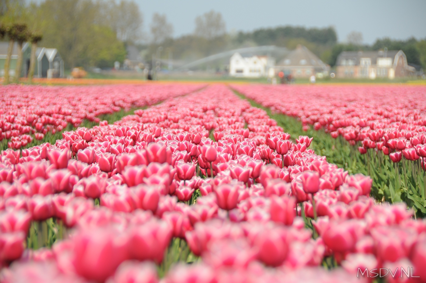 copyright msdv.nl