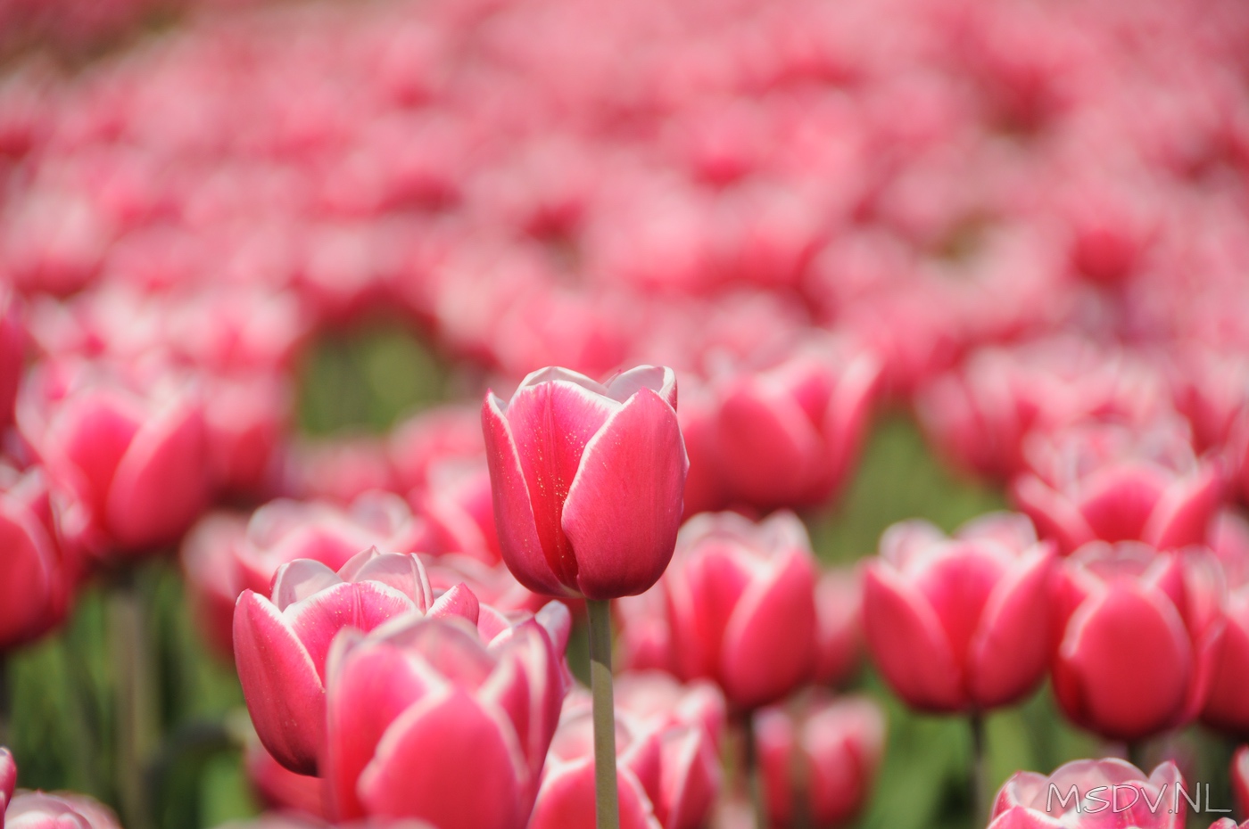 copyright msdv.nl