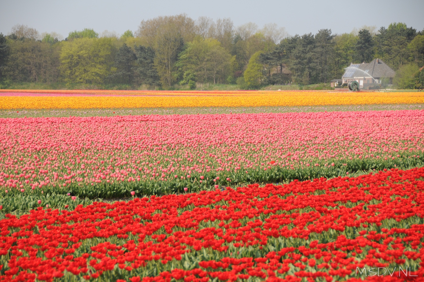 copyright msdv.nl