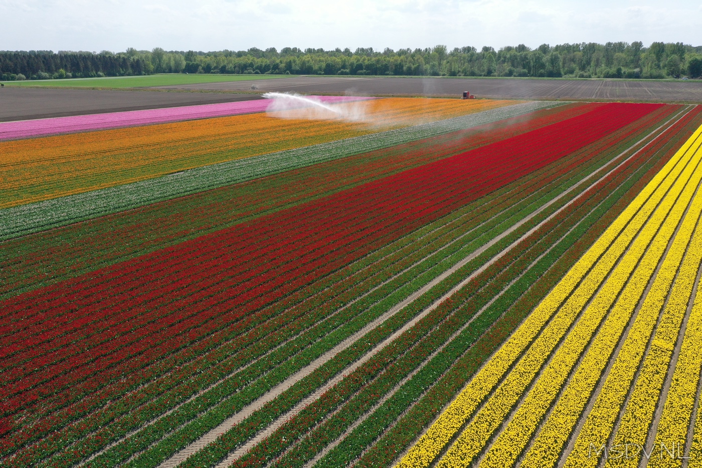copyright msdv.nl