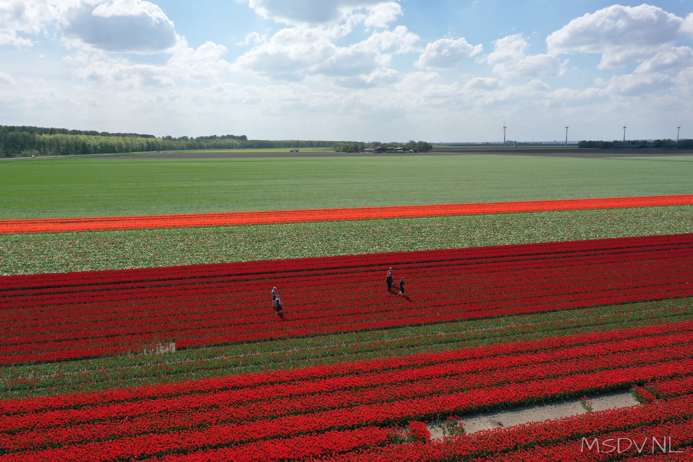 copyright msdv.nl